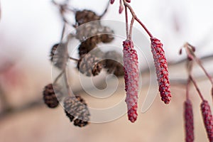 Blooming red alder, cones and earrings. photo