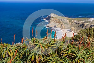 Blooming red aloes with deep blue Atlantic ocean in background