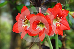 Blooming red amaryllis or Hippeastrum flowers in garden