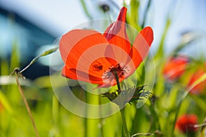 Blooming red anemones