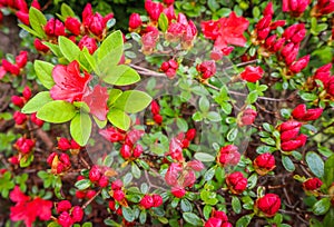 Blooming red azalea flower in spring garden. Gardening concept. Floral background