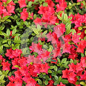 Blooming red azalea flowers in the spring garden. Gardening concept