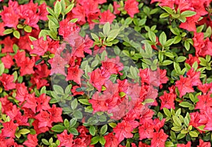 Blooming red azalea flowers in the spring garden. Gardening concept