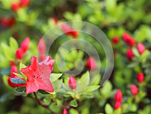 Blooming red azalea flowers in the spring garden. Gardening concept