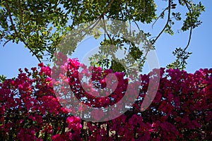 Blooming red blossom and tree