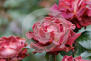 blooming red-brown roses close-up on a green blurred background