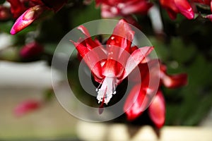 Blooming Red Christmas Cactus (Schlumbergera)