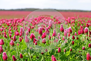 Blooming red clover