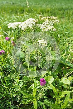 Blooming red clover plant from close