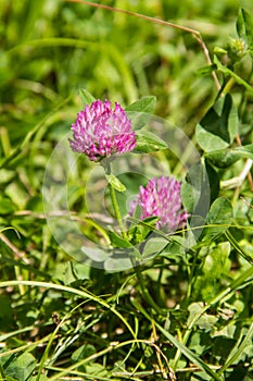 blooming red clover Trifolium pratense and green grass close-up. Pink clover flowers in spring, shallow depth of field.