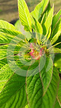 Blooming red cockscomb flower with green leaves background