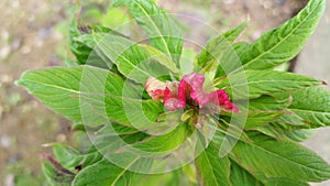 Blooming red cockscomb flower with green leaves background