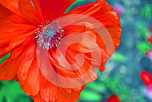 Blooming red-coral poppy, close-up detail, soft blurry green grass and grey soil background bokeh
