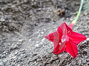 Blooming red Cypress vine flower on rough tree bark texture background in the garden