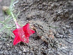 Blooming red Cypress vine flower on rough tree bark texture background in the garden