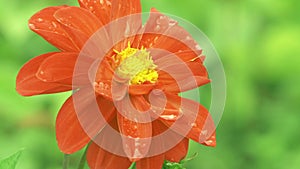 Blooming red dahlia flower in a garden