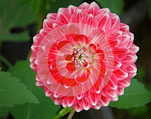 Blooming red dahlia flower in the garden with green leaf background