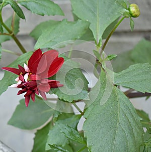 Blooming Red Dahlia Flower on Plant.