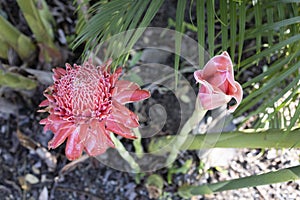 Blooming red Dala (Torch ginger) flowers