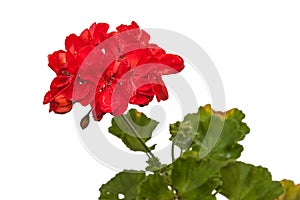 Blooming red double pelargonium