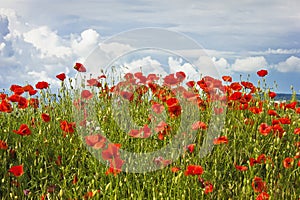 Blooming red field poppies