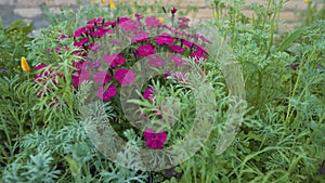 Blooming Red Flax, Scarlet Flax Among Greenery and Grass in the Garden. Decorative Flowers Grow Near The House In The