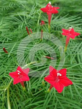 Blooming Red flowers of Cypress Vine o green leaves