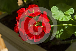 Blooming red geranium