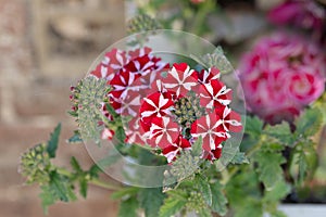 Blooming red geranium with the white stripes