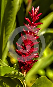 Blooming Red Ginger Plant in Jamaica