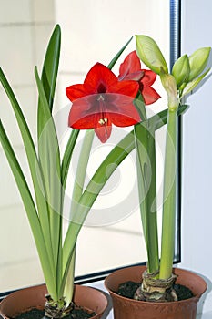 Blooming red hippeastrum on window sill