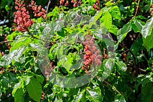 Blooming red horse-chestnut (Aesculus carnea)