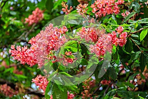 Blooming red horse-chestnut Aesculus carnea