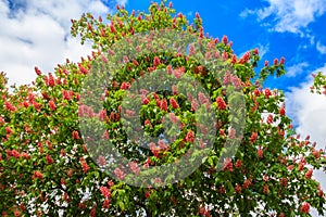 Blooming red horse-chestnut Aesculus carnea