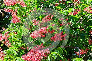 Blooming red horse-chestnut (Aesculus carnea)