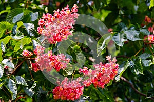 Blooming red horse-chestnut Aesculus Ã— carnea