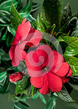 Blooming red impatiens hawkeri flowers on a green background