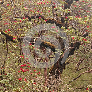 Blooming red Laligurans, national flowers of Nepal