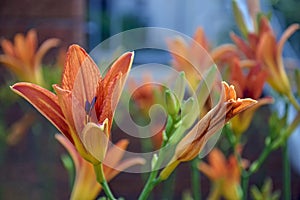 Blooming red lily (Lilium) in garden on blurry background. Beautiful garden plant in flower bed.
