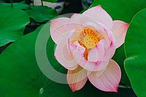 Blooming red lotus on a green background