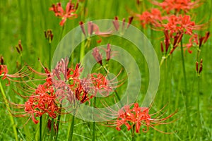 blooming red lycoris radiata