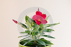 Blooming red mandevilla flower with green leaves in pot