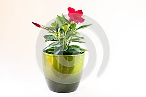 blooming red mandevilla flower with green leaves in pot