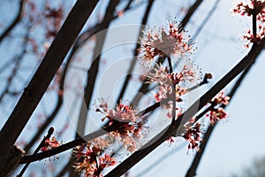 Blooming red maple. Branches of a tree with red buds against the blue sky.