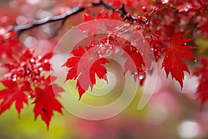 Blooming red maple with rain trops and bokeh