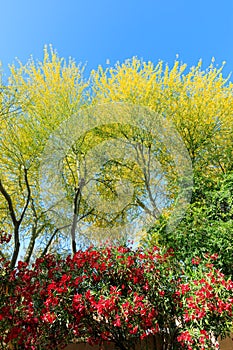 Blooming Red Oleander and Palo Verde in Spring photo