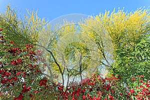 Blooming Red Oleander and Palo Verde in Spring photo