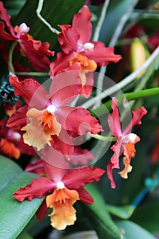 Blooming Red and Orange Oncidium Orchid Flowers