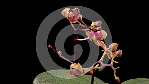 Blooming Red Orchid Phalaenopsis Flower