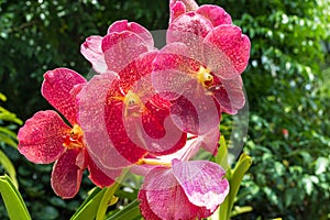 Blooming red orchid. Singapore